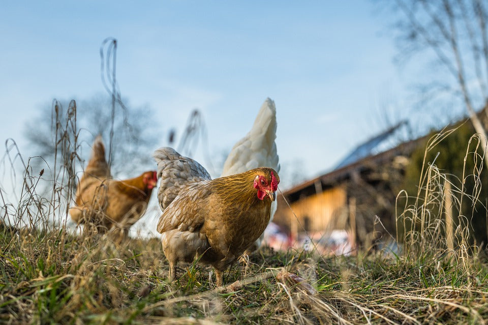 Costruire una casetta per galline 