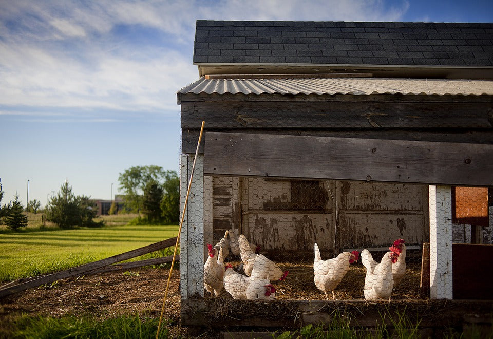 Guida al pollaio per galline ovaiole: come fare le tue prime