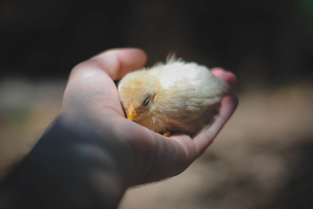 Pulcini: come crescerli, allevarli e prendersi cura di loro