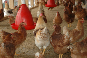 Attrezzatura zootecnica: tutto l’occorrente per il tuo pollaio