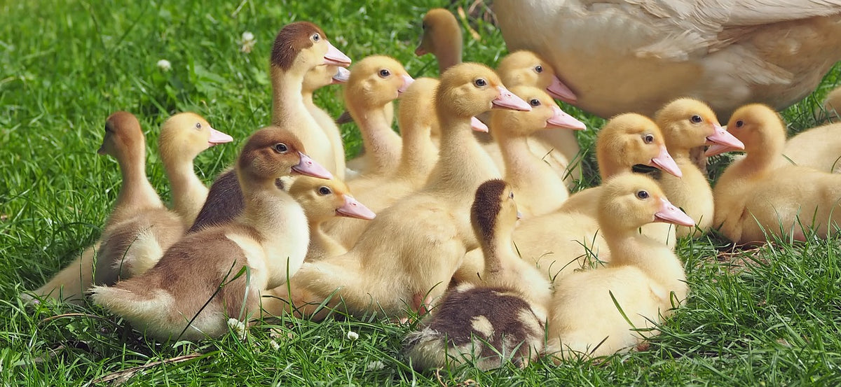 Nascita di un Pulcino di Gallina Nell'incubatrice HD 